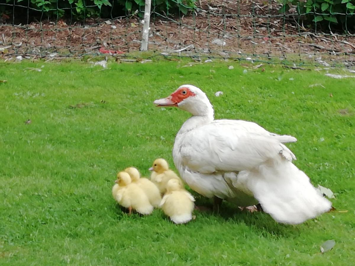 Clumber Lane End Farm Panzió Worksop Kültér fotó