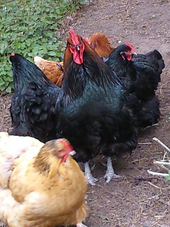 Clumber Lane End Farm Panzió Worksop Kültér fotó